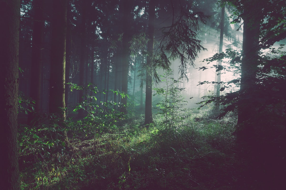 Timber Sourcing